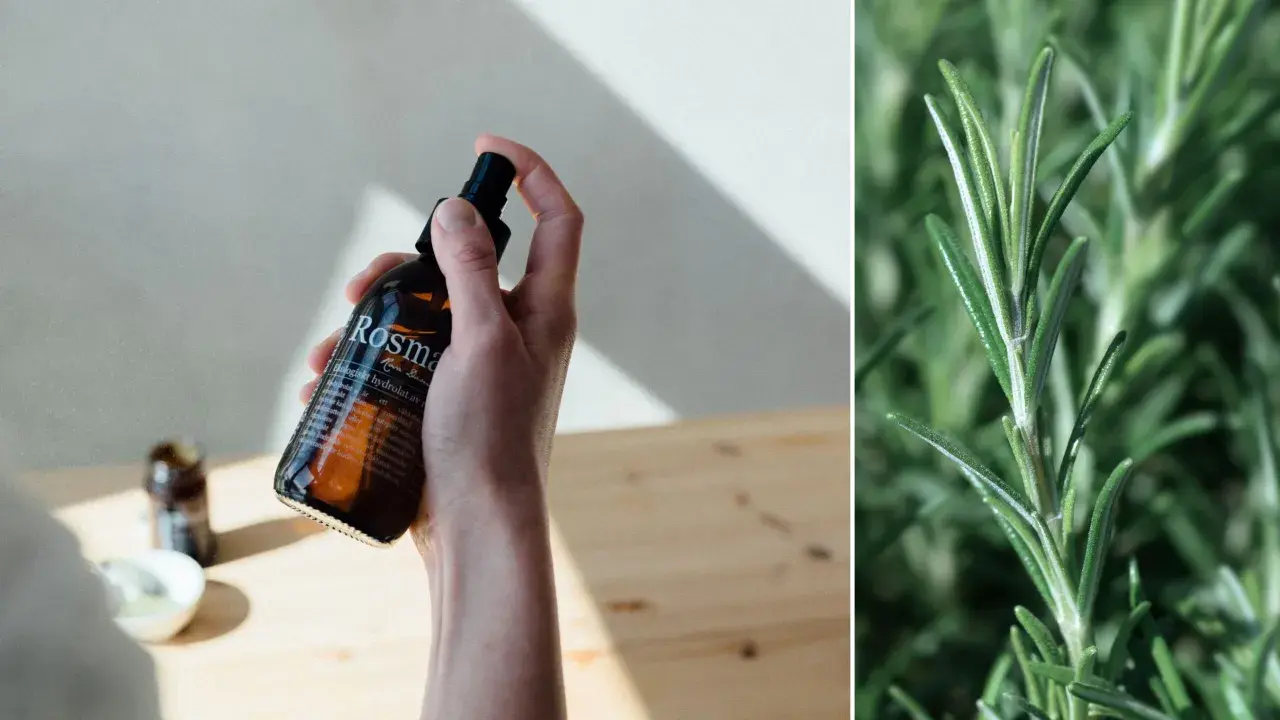 En hand håller en flaska med ekologiskt rosmarinhydrolat, perfekt för hårvård. Bredvid syns en närbild på färsk rosmarin.